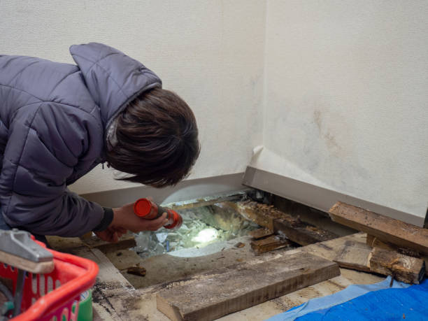 Best Basement Mold Removal  in El Rancho, NM