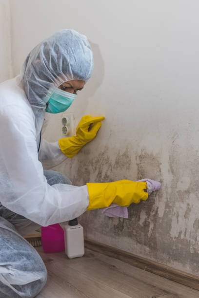 Best Forensic Mold Investigation  in El Rancho, NM