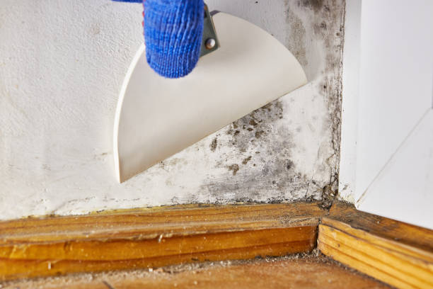 Best Post-Construction Mold Inspection  in El Rancho, NM