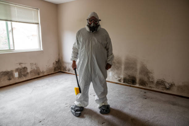 Environmental Consulting for Mold Prevention in El Rancho, NM